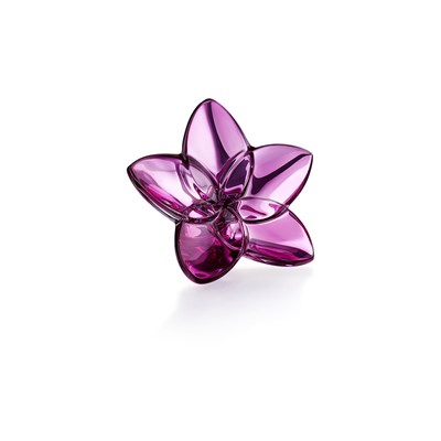 Peony flower